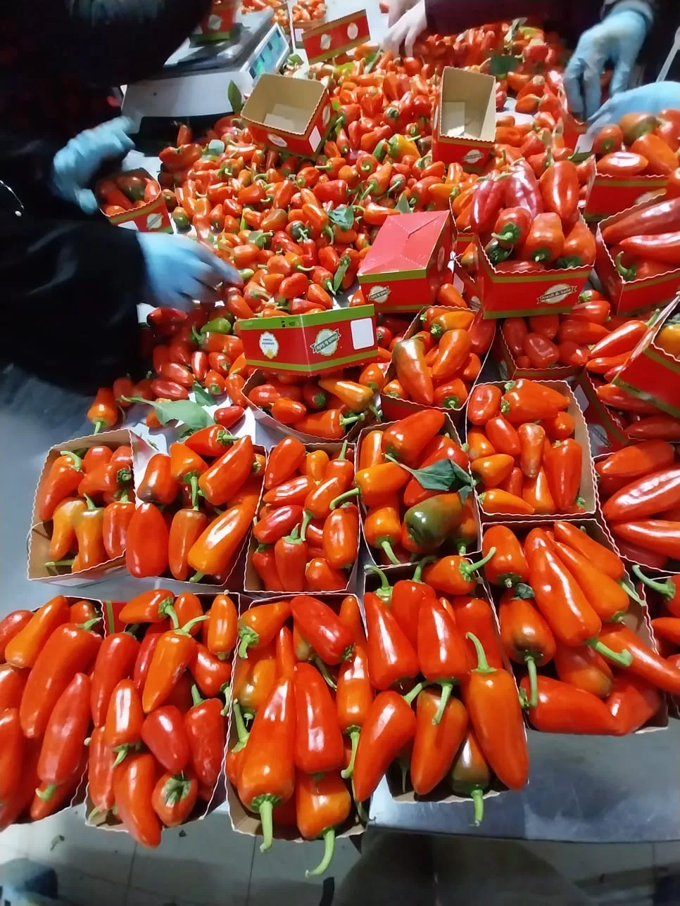 Capsicum