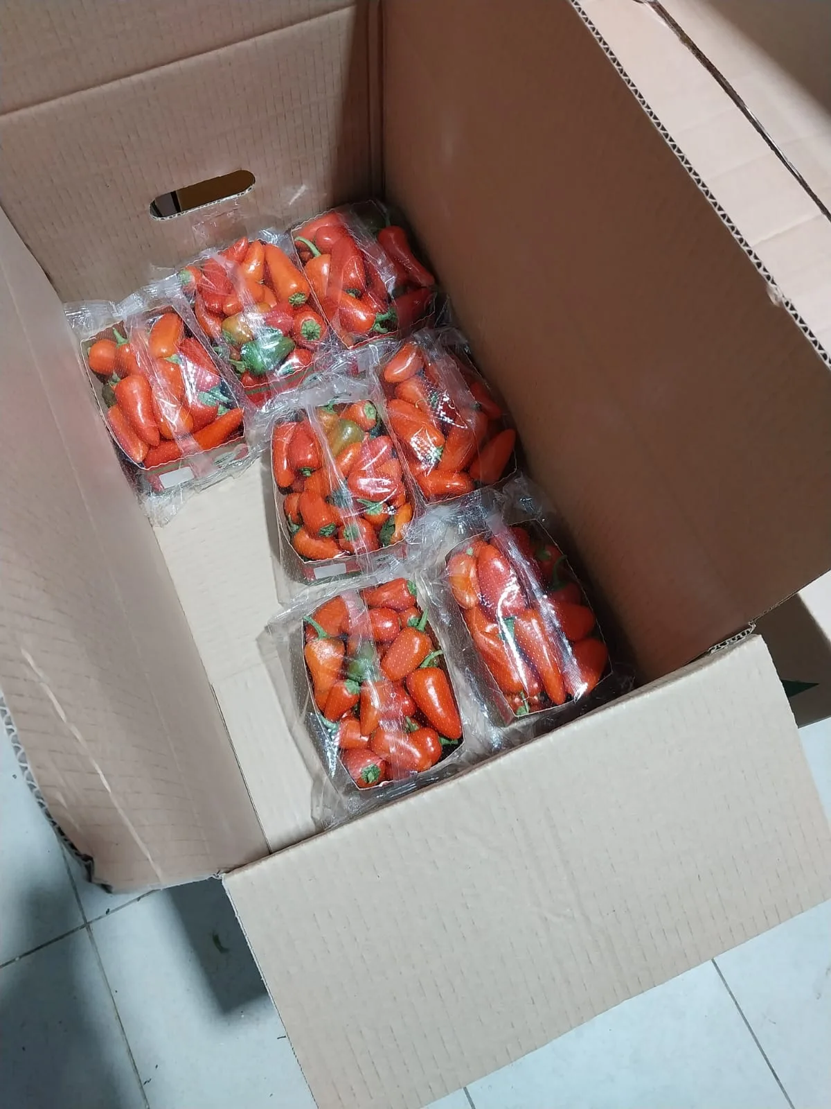 Capsicum